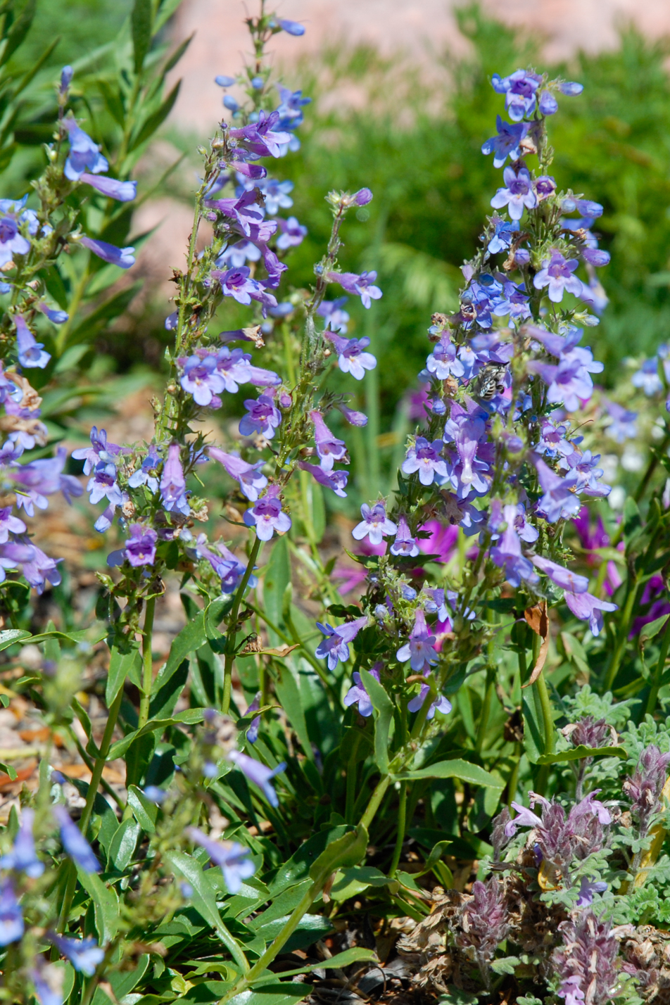 Silverton Bluemat Penstemon